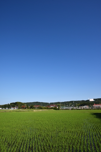 田んぼ