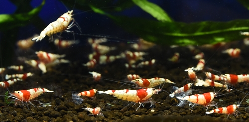 Bsyurinnpu