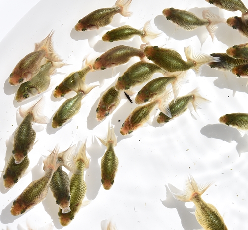 当歳魚 黒
