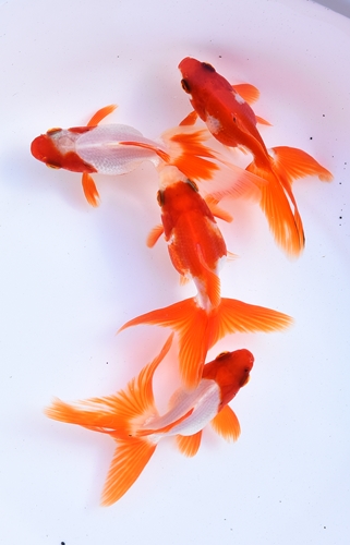 飯田琉金