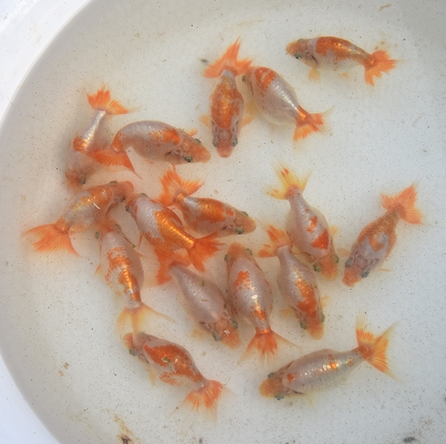 新更紗