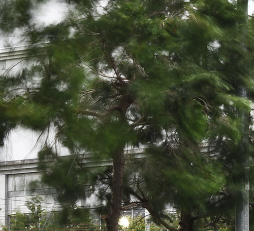 風
