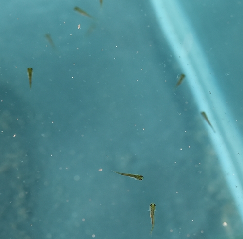 玉玉