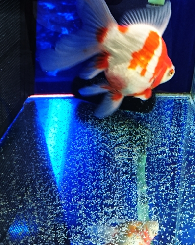 玉玉3