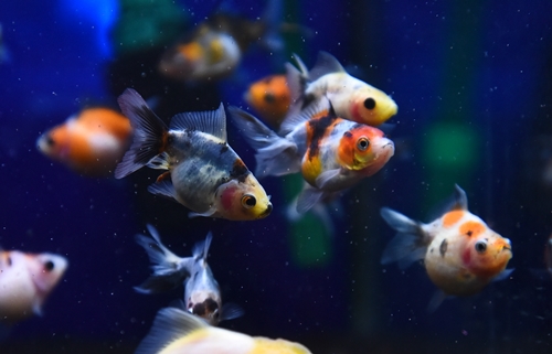金魚いろいろ
