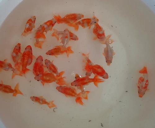 当歳魚