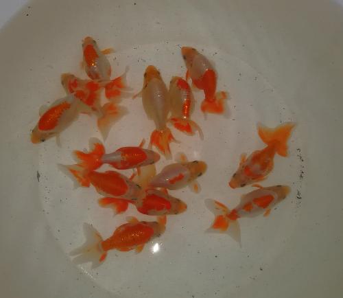 当歳魚1