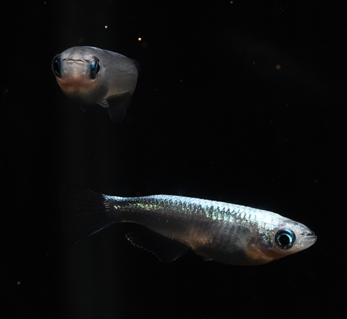 黒流星