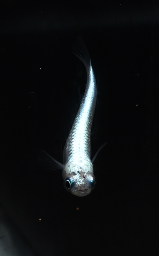 黒流星