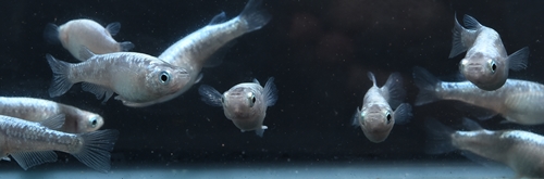 星河ラメ