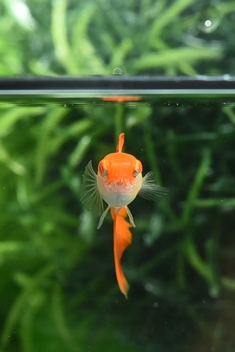あからがお