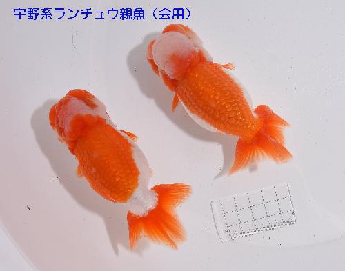 宇野親(海洋)