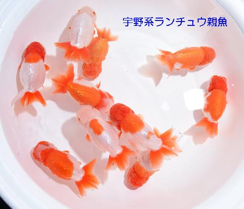 宇野親