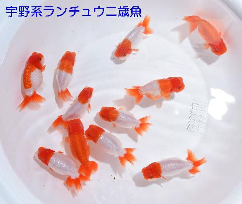 宇野二歳