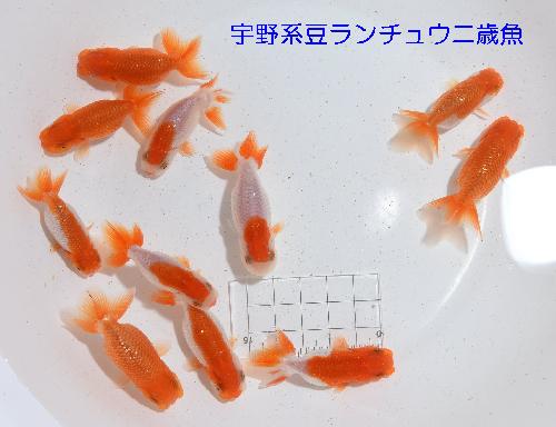 宇野豆二歳