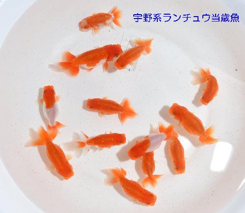 宇野当歳