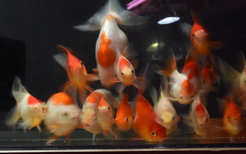 玉サバ