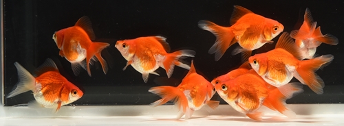 更紗琉金