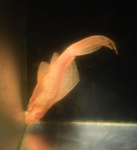 くつろぎAセルフィンP