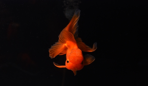 飯田産オランダ獅子頭