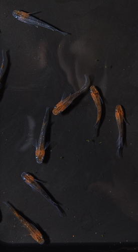 華蓮0810
