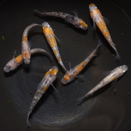 三色ラメ幹之