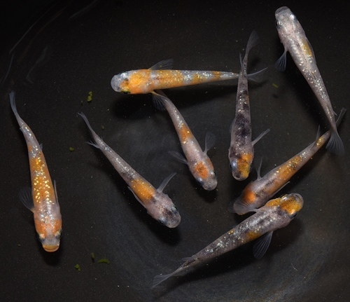 三色ラメ幹之