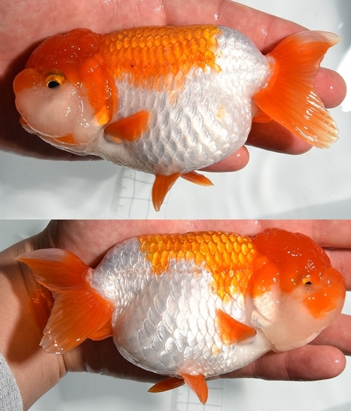 ±§Ìî¿Æ2