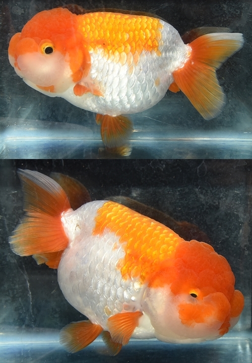 ±§Ìî¿Æ2