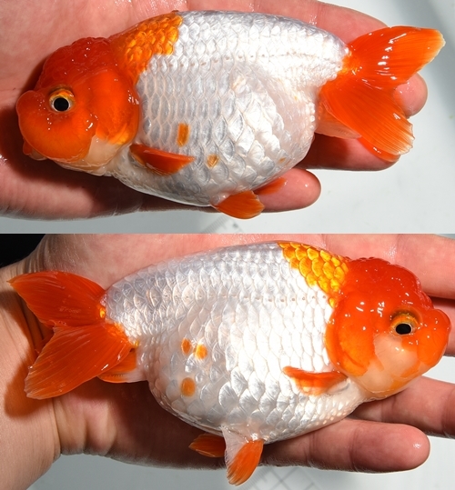 ±§Ìî¿Æ3