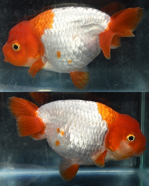 ±§Ìî¿Æ3