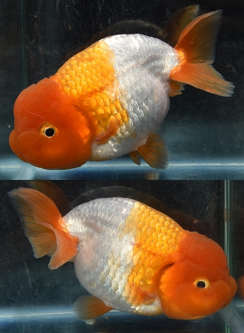 ±§Ìî¿Æ4