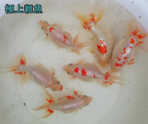 親