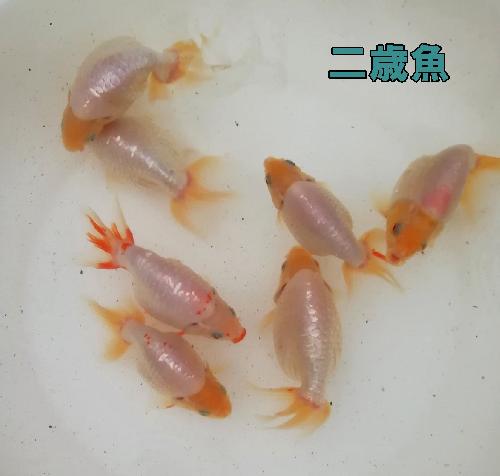 二歳