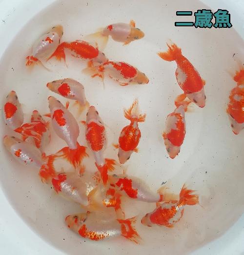 二歳
