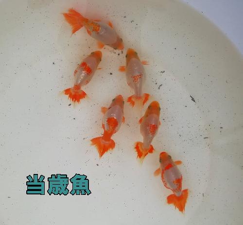 当歳