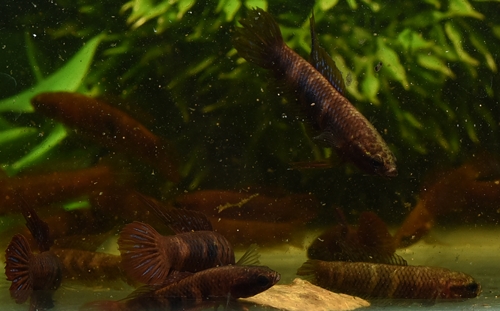 ウベリス