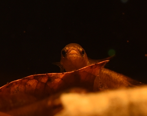 ウベリス