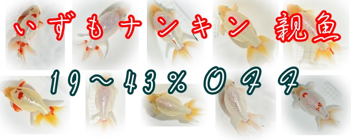 ¤¤¤º¤â¥Ê¥ó¥¥ó¡¡¿Æµû