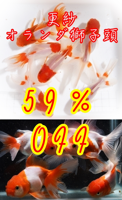 ¹¹¼Ó¥ª¥é¥ó¥À»â»ÒƬ