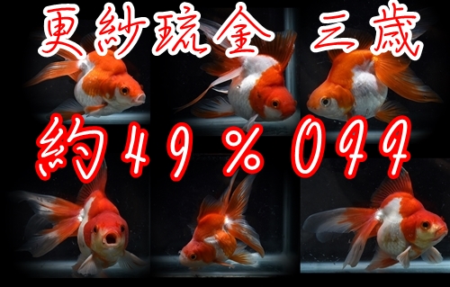 ¹¹¼Óΰ¶â »°ºÐµû