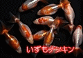 ¶âµû¡¦¤á¤À¤«¥»¡¼¥ë