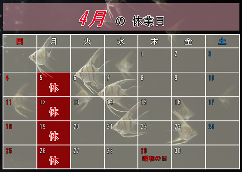4·î¤Î¥«¥ì¥ó¥À¡¼ 500