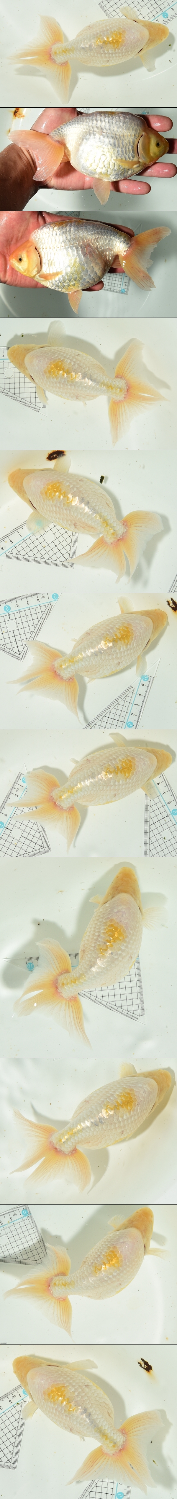 出雲なんきん 三歳魚