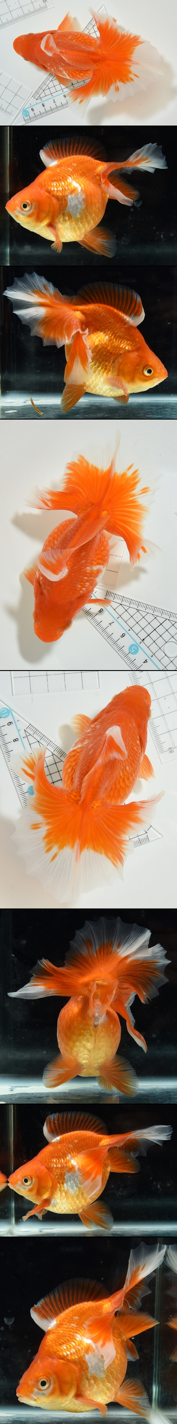 土佐錦魚　三歳魚