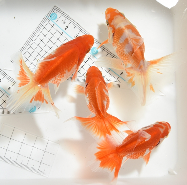 土佐錦魚 親魚 ♂ c