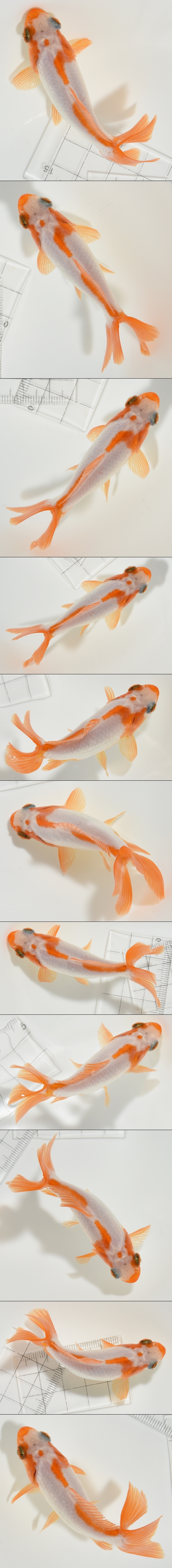 ϶