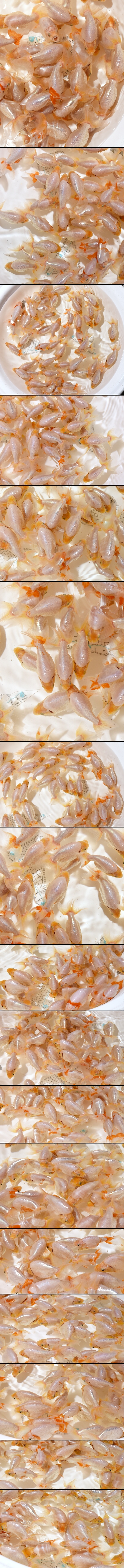 ʤ󤭤 ʥ󥭥 бʤ󤭤 бʥ󥭥