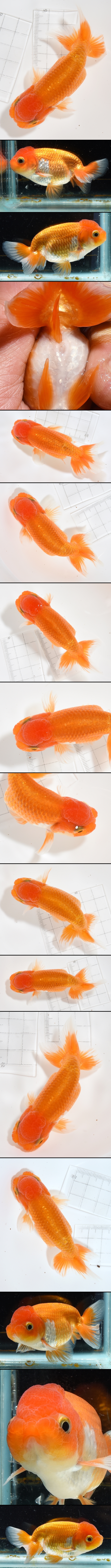 Ϥ夦 е