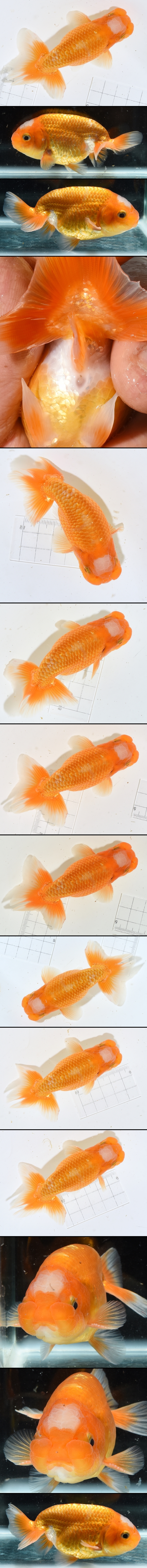 Ϥ夦